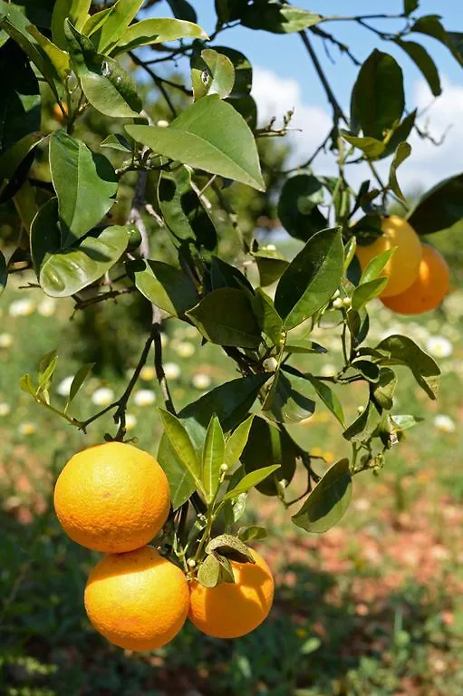 Agroturismo Sa Pletassa Felanitx 0*,  Španělsko